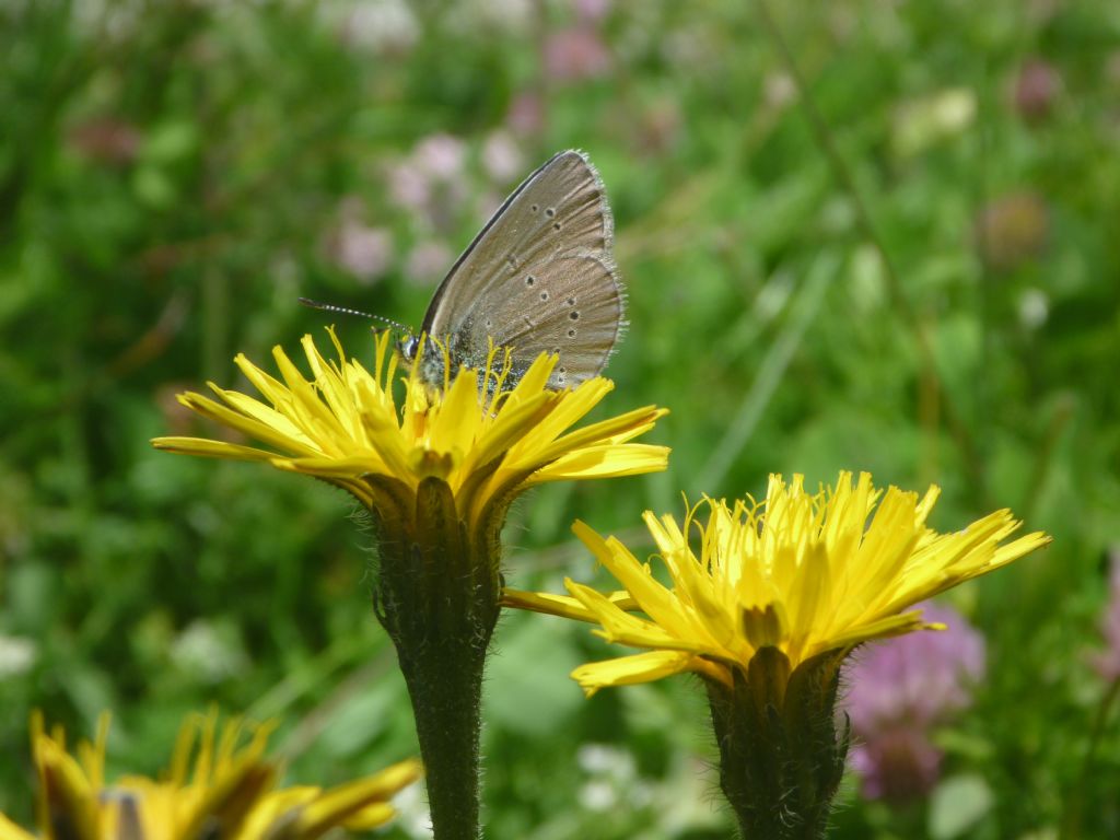 Tutte Polyommatus semiargus?